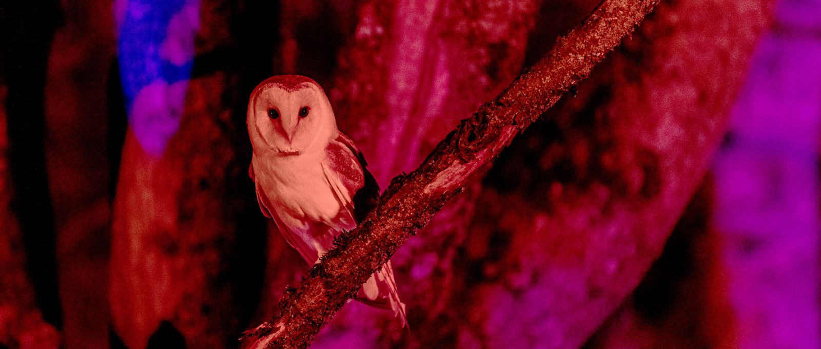 Winter Woodland Lights at the Hawk Conservancy Trust